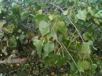 Leafs on a tree